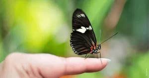 Conexão com a Natureza: 7 Maneiras de se Sentir Sempre Acompanhado