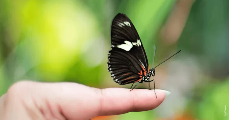 Conexão com a Natureza: 7 Maneiras de se Sentir Sempre Acompanhado